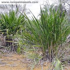 نخل سرگردان